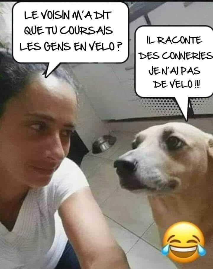 Bon chien.jpg