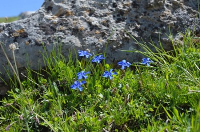 fleurs1.jpg